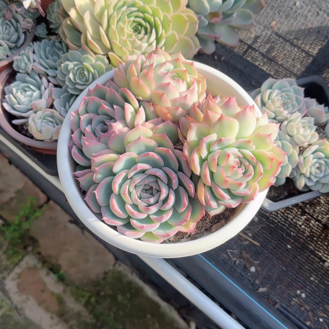 无花朵白月影27.8四头