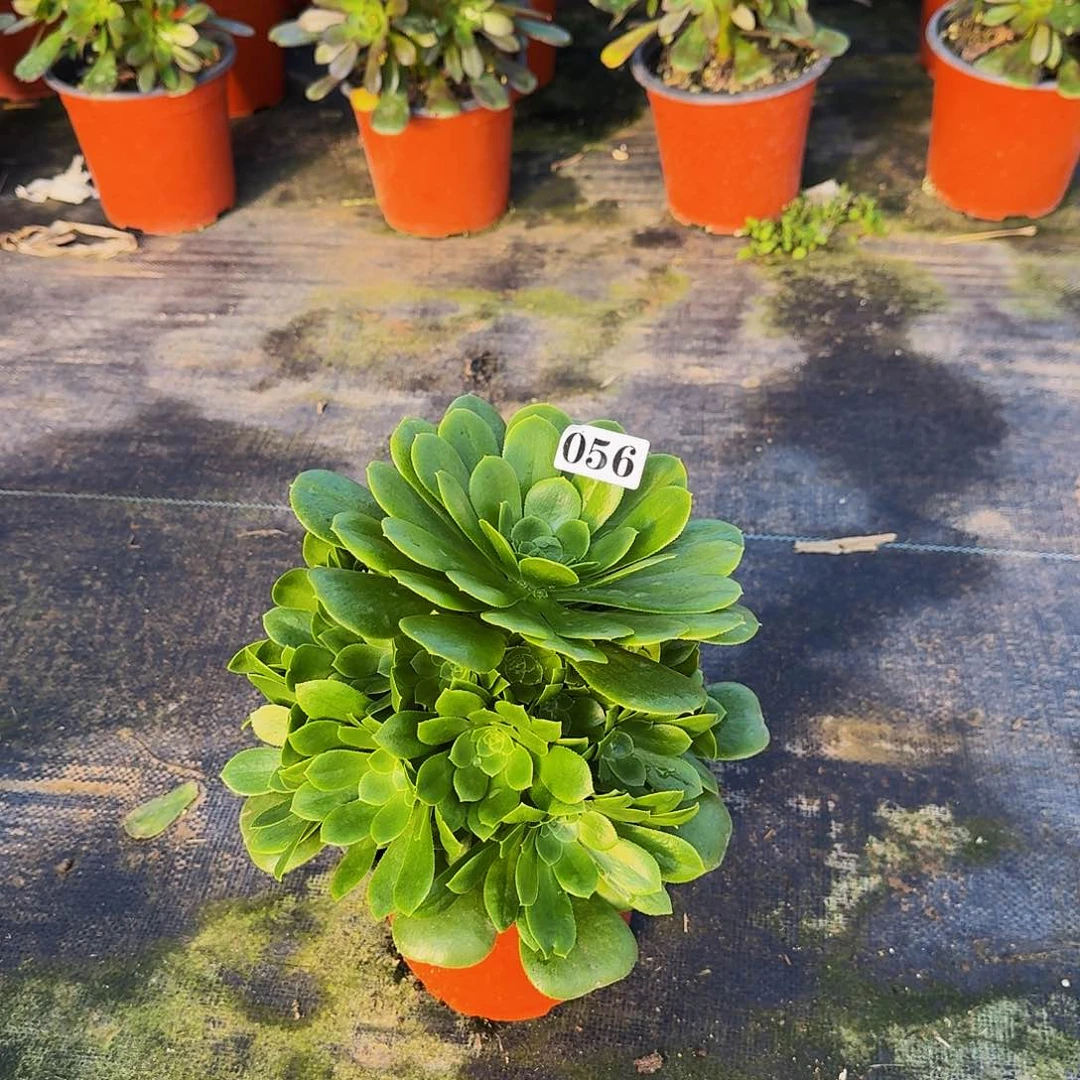 056绿杨蓉嫩桩多肉植物