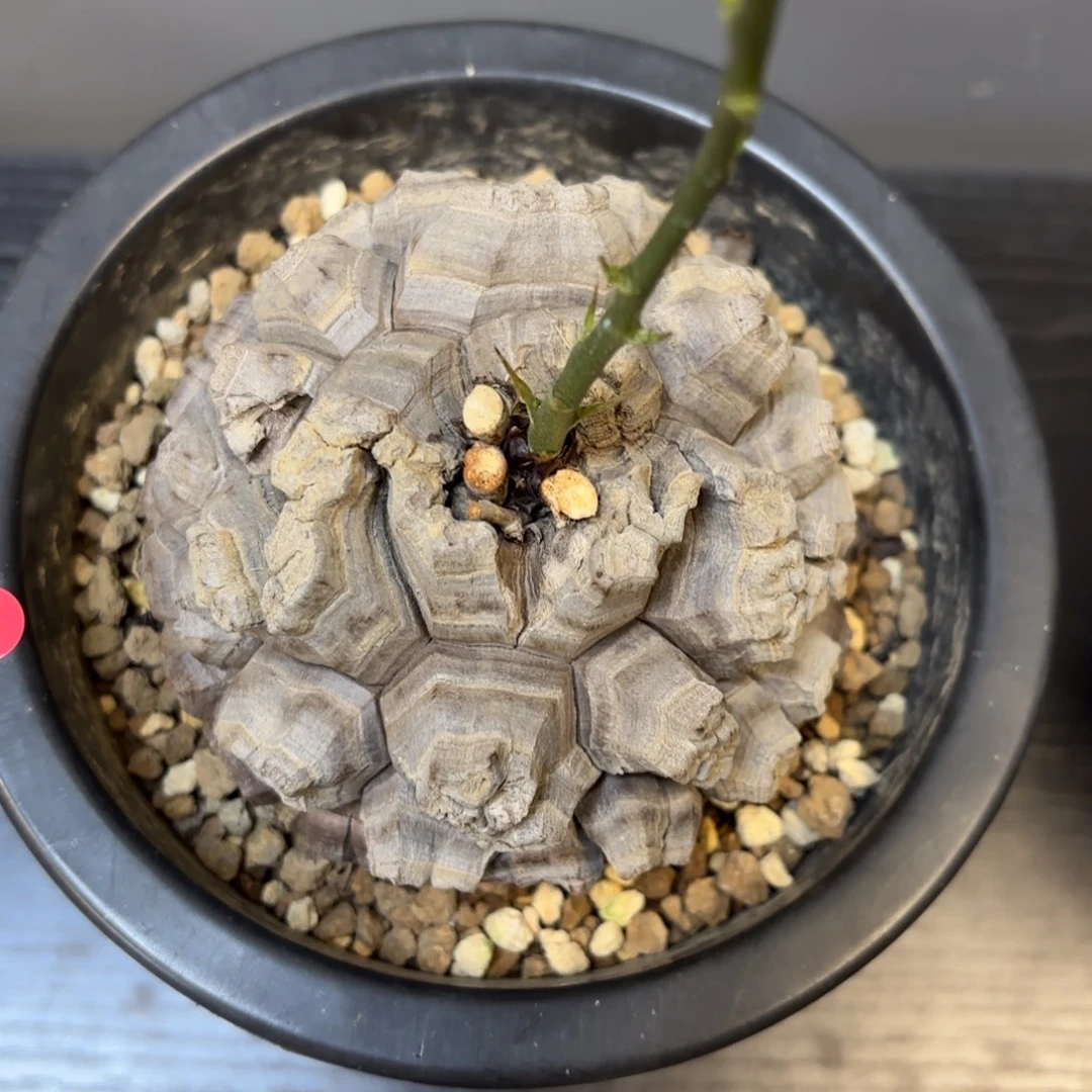 4号龟甲龙带盆包邮