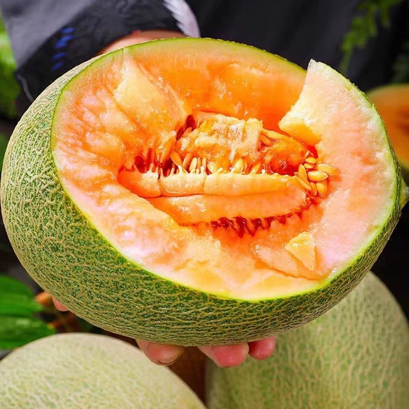 正宗海南哈密瓜带箱9斤新鲜水果脆甜爽口产地直发一藤一瓜多汁