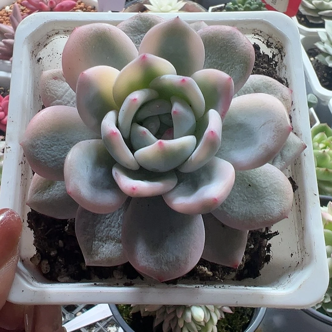 橙梦露锦多肉植物