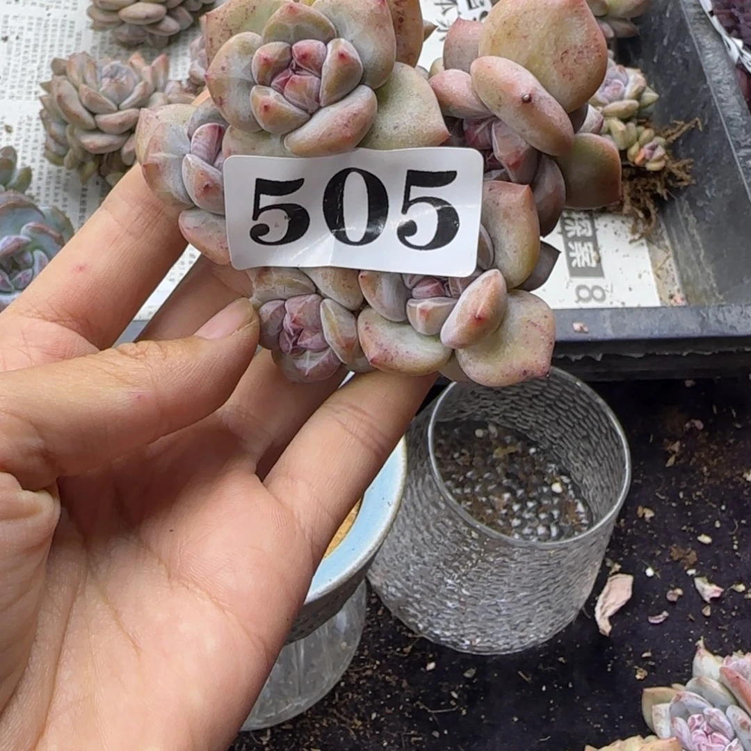 星影8头无根一物一拍505有点瑕疵