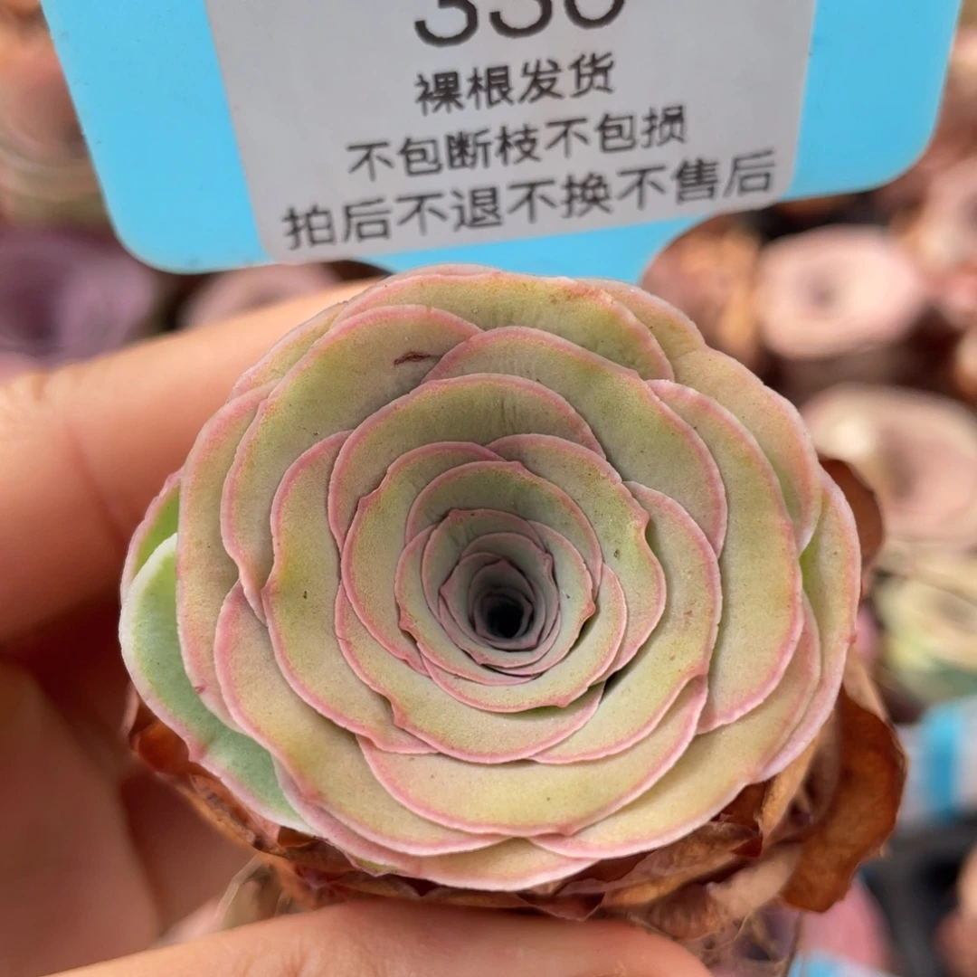 山地玫瑰330裸根发货不售后