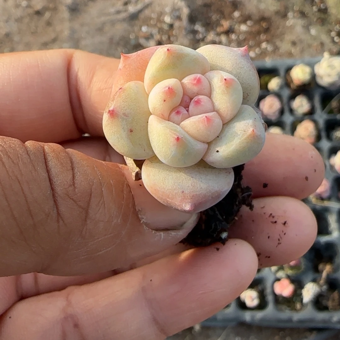 多肉小卡拉米糖心一物一拍