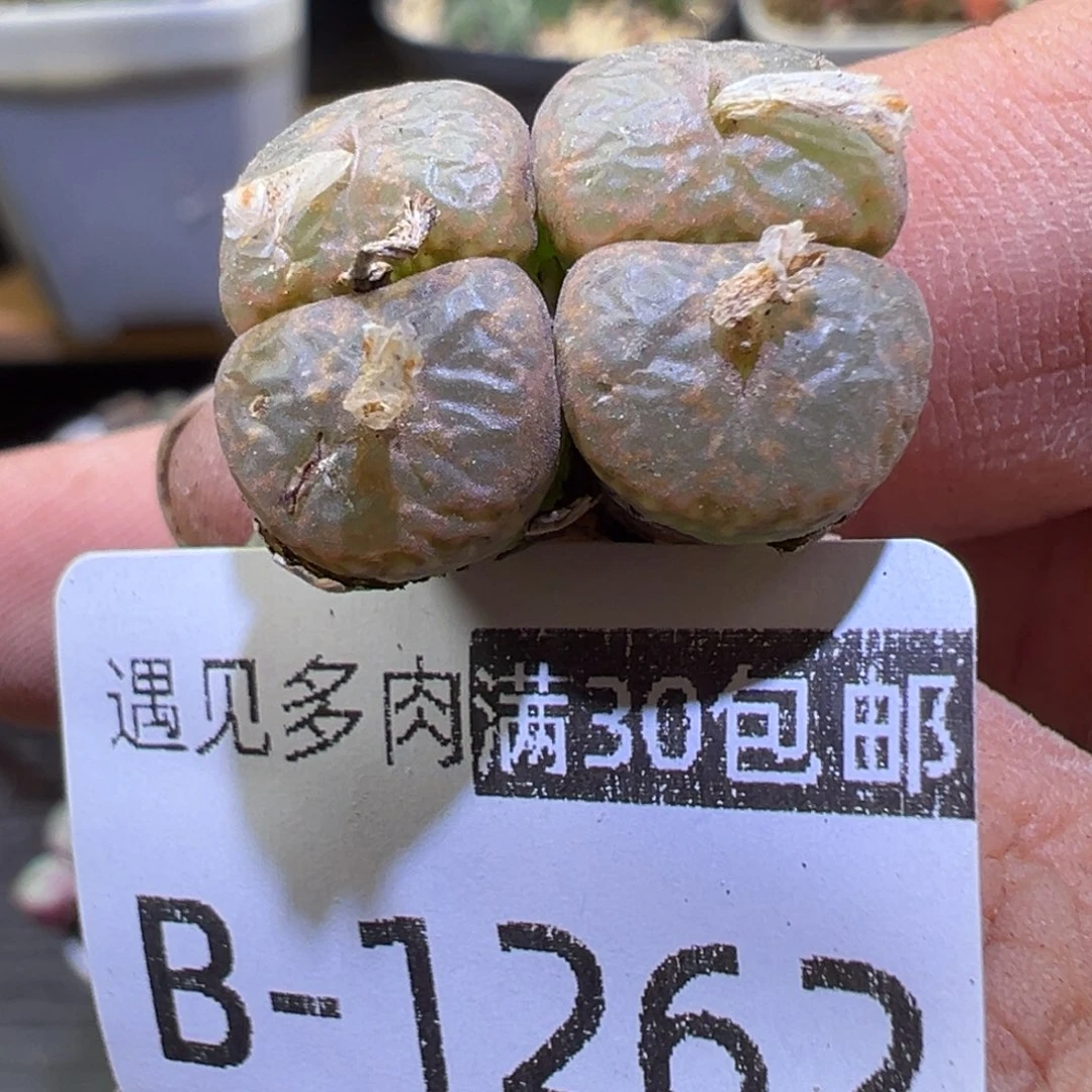 多肉植物1111111111111