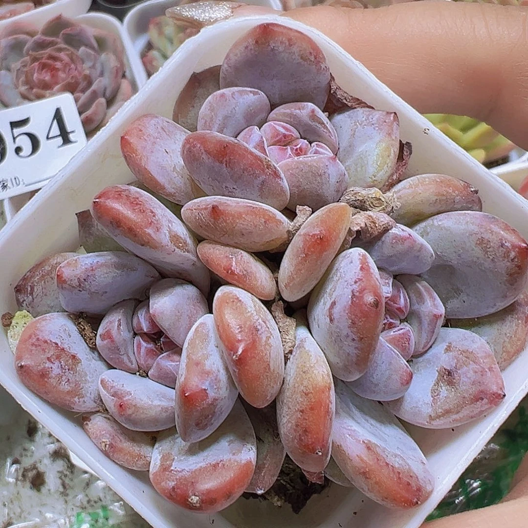 溏心石榴子群生2盆19包邮