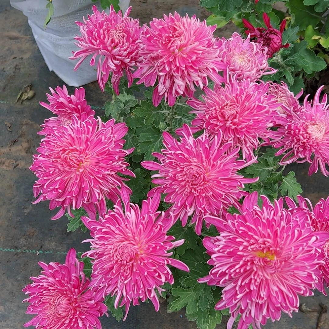 完全开放雪照梅林