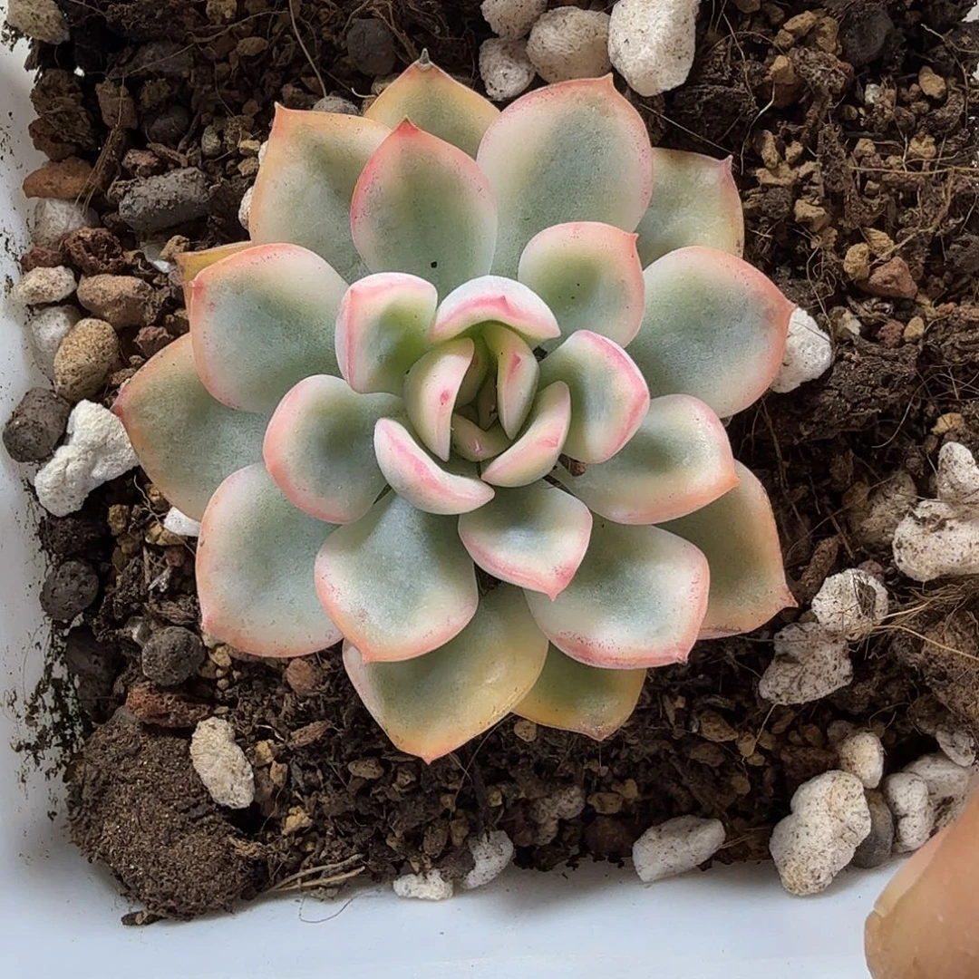 雨燕座锦  小方花圃一物一拍
