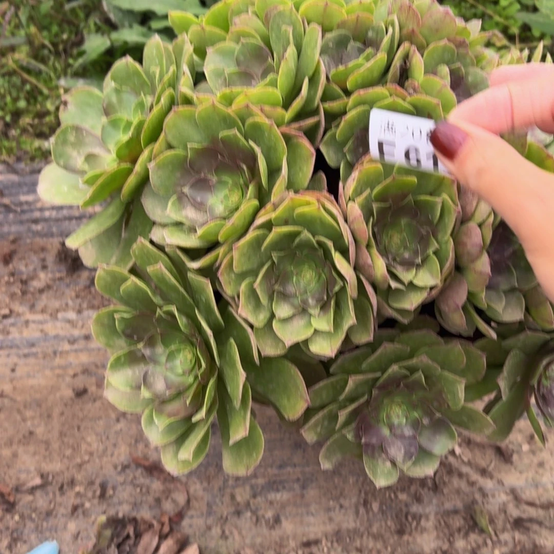 610多肉植物捧花的