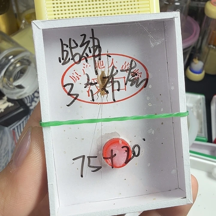 战***下蟋蟀哈哈哈哈哈哈哈哈哈哈哈姐