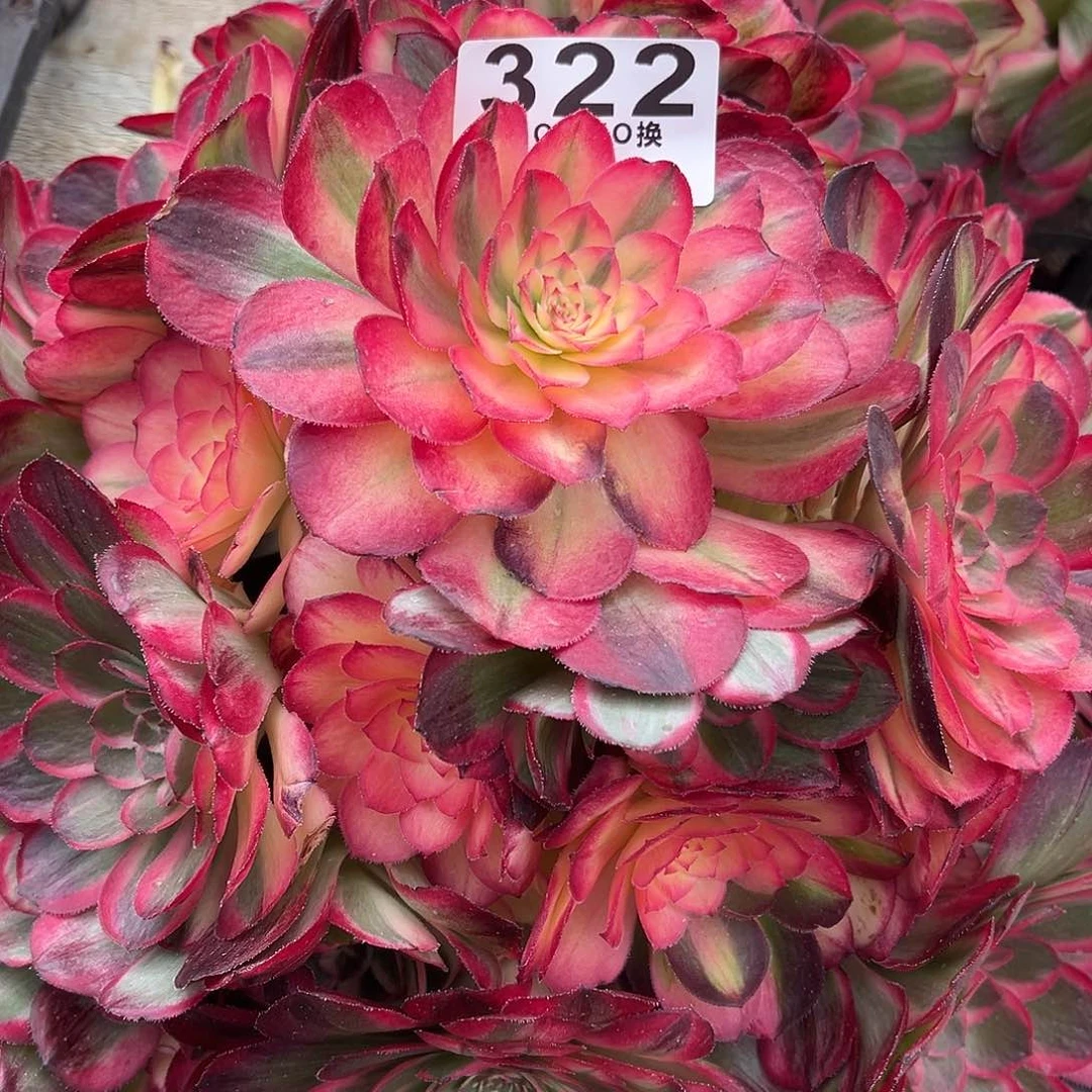 法****店322多肉海神一个