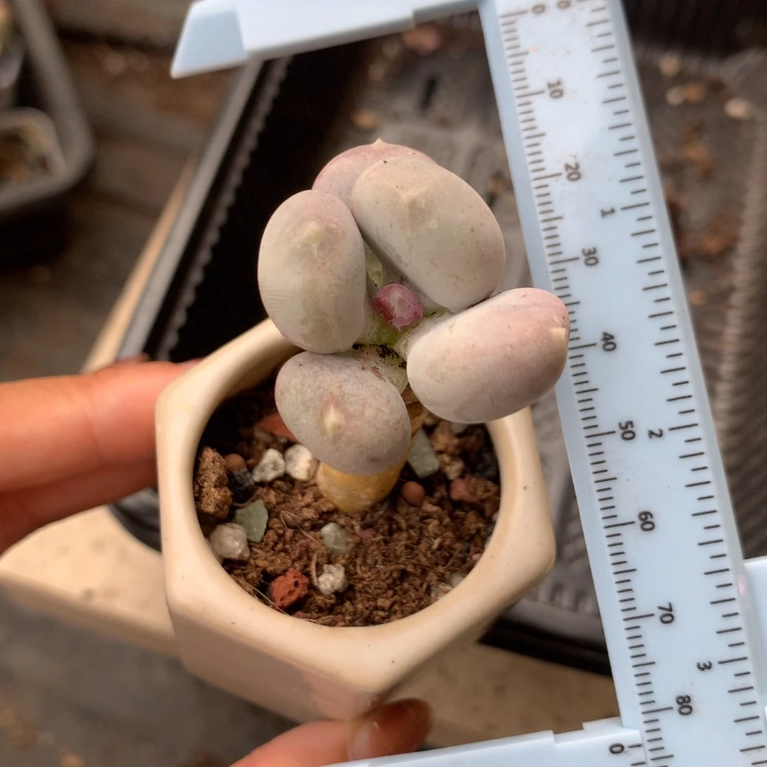 小屁桃 精品奶酪多肉