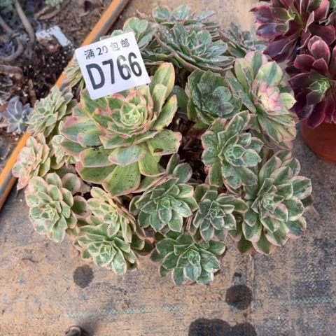 766火龙果b不包断枝