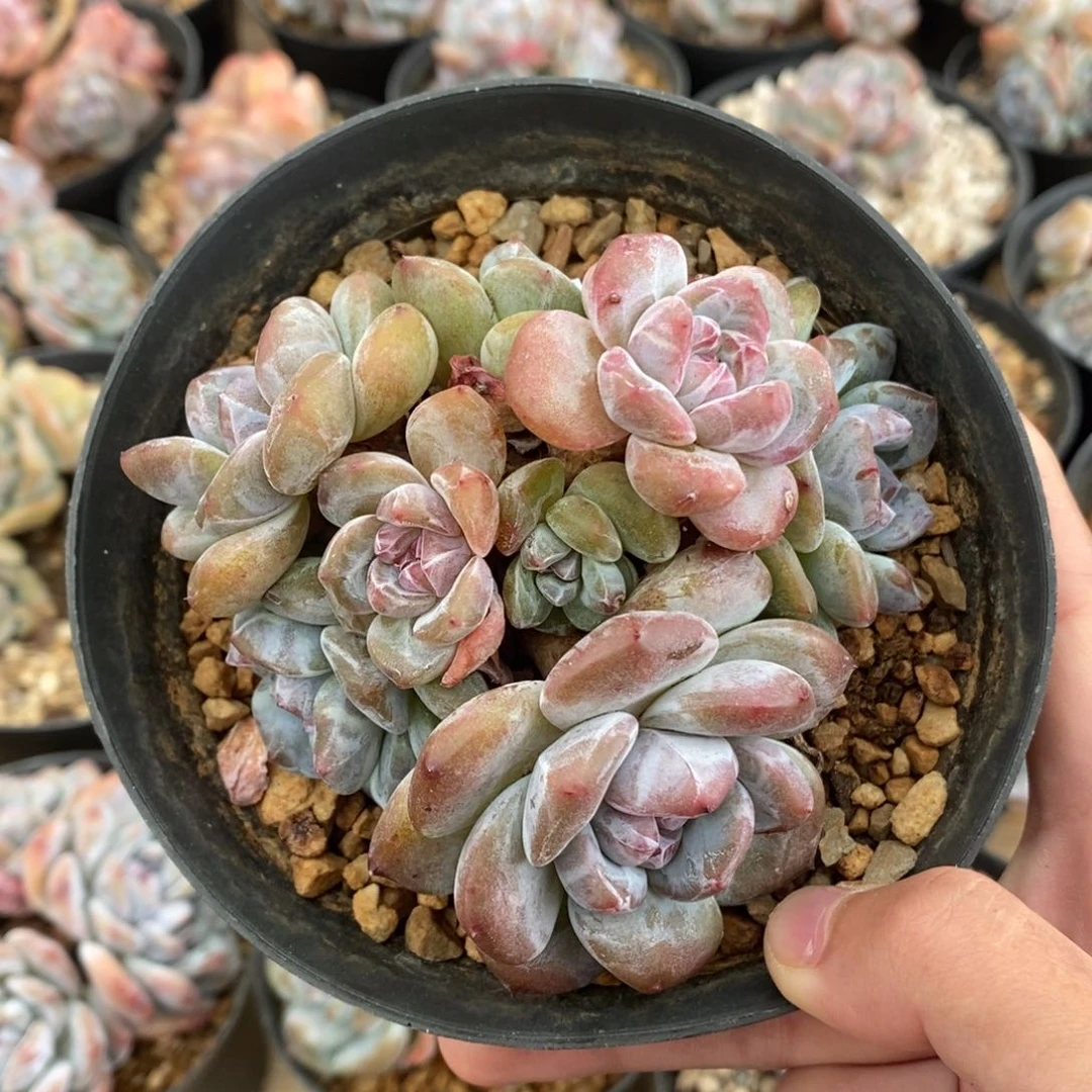 八头绿底紫心肥肥圆圆