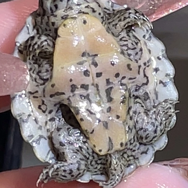 不分公母蛋龟Y16全品满纹有金线黑刀