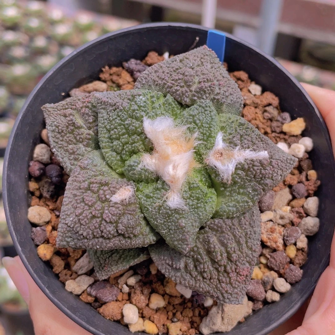 实生紫肌哥斯拉牡丹