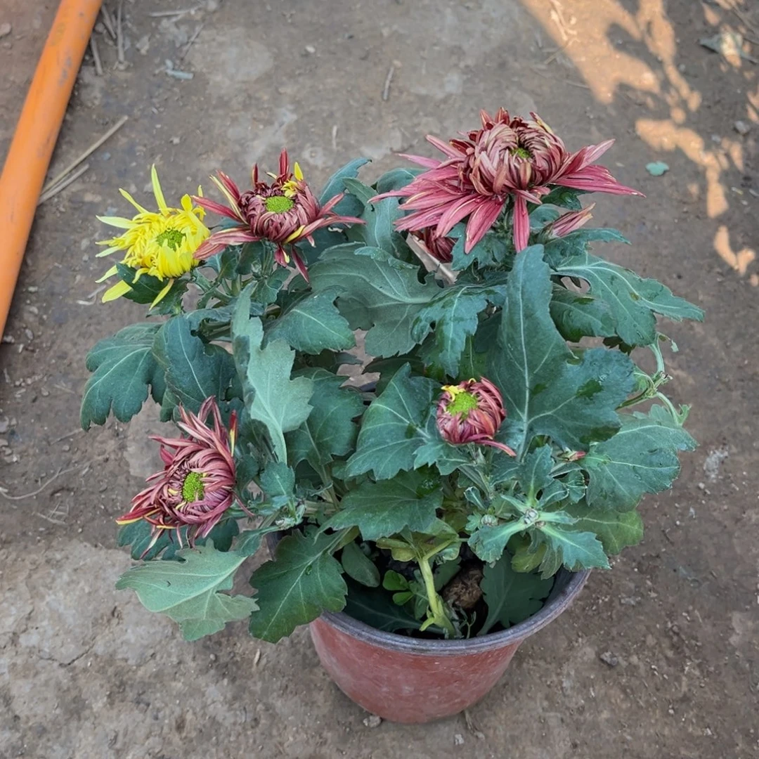 完全开放二乔原盆发