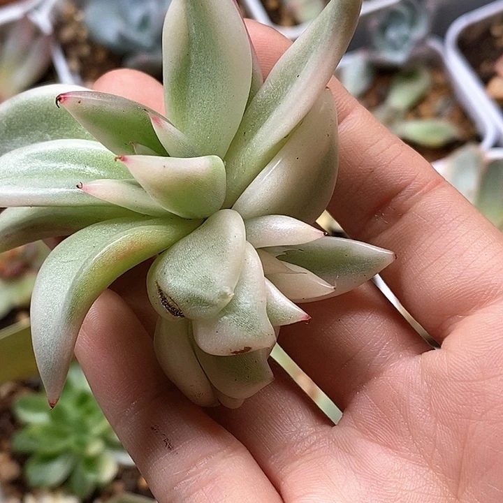 两颗东云侧芽一物一拍
