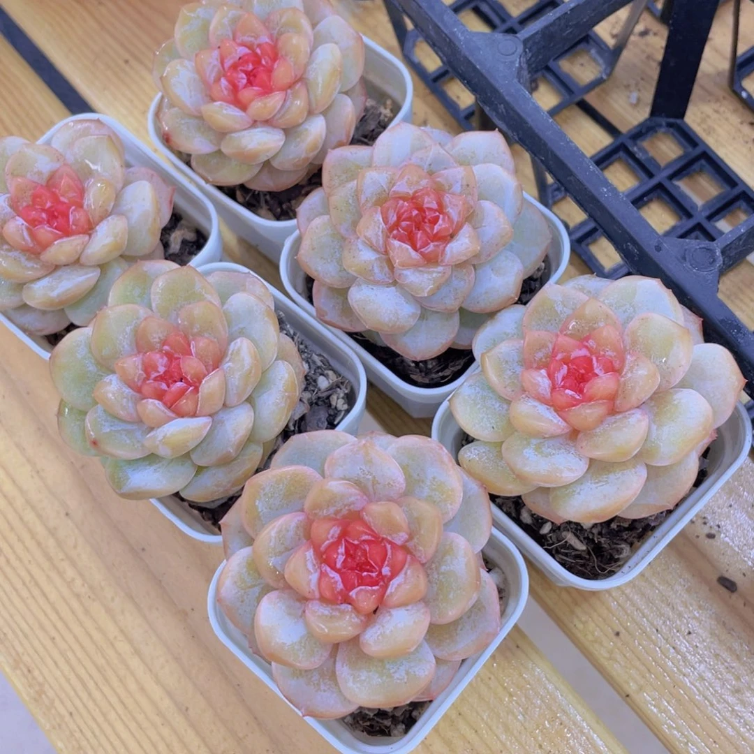 268号 全状态糖心弗洛伊德单头一个