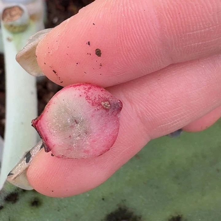 皮蛋叶片一物一拍