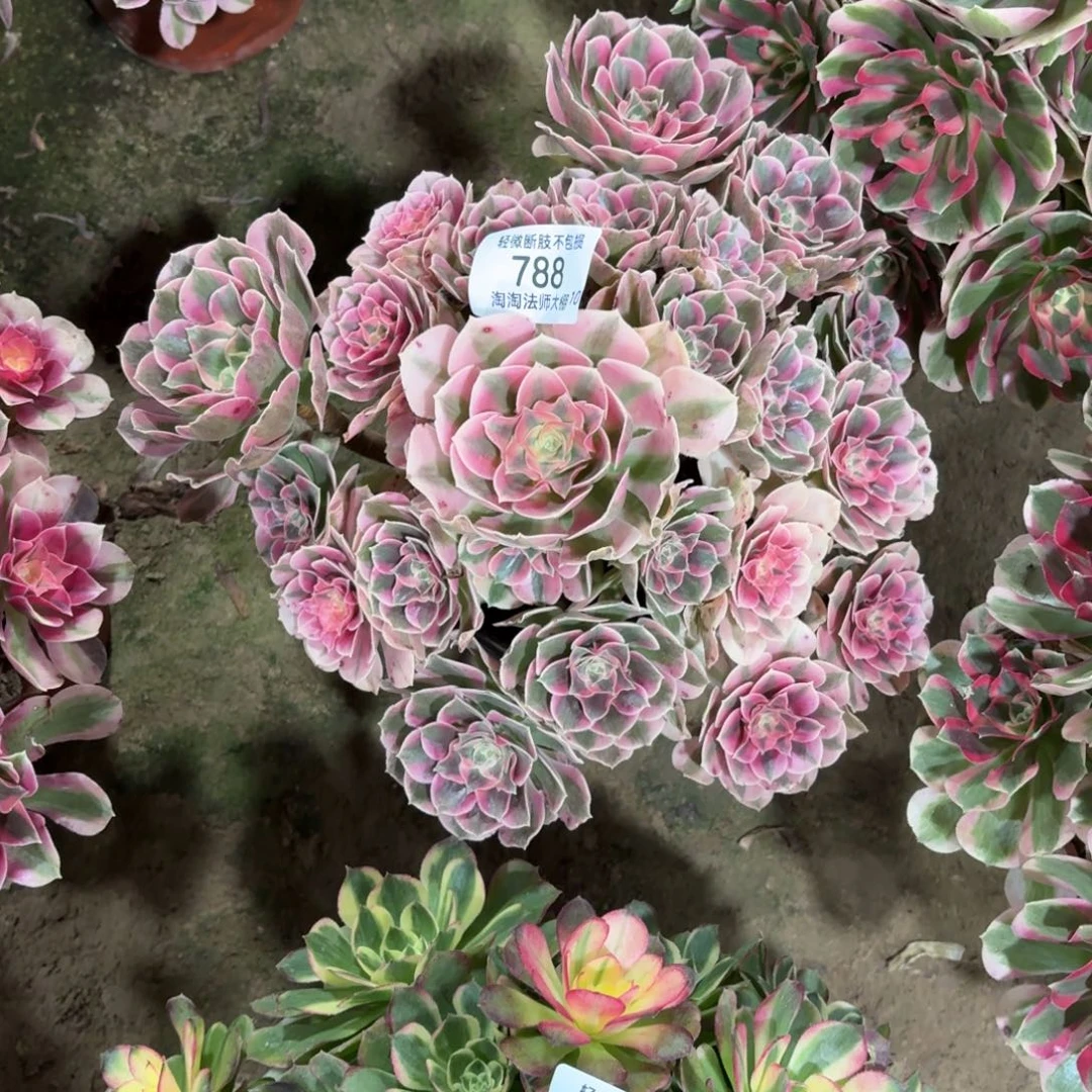 788粉女巫多肉植物法师