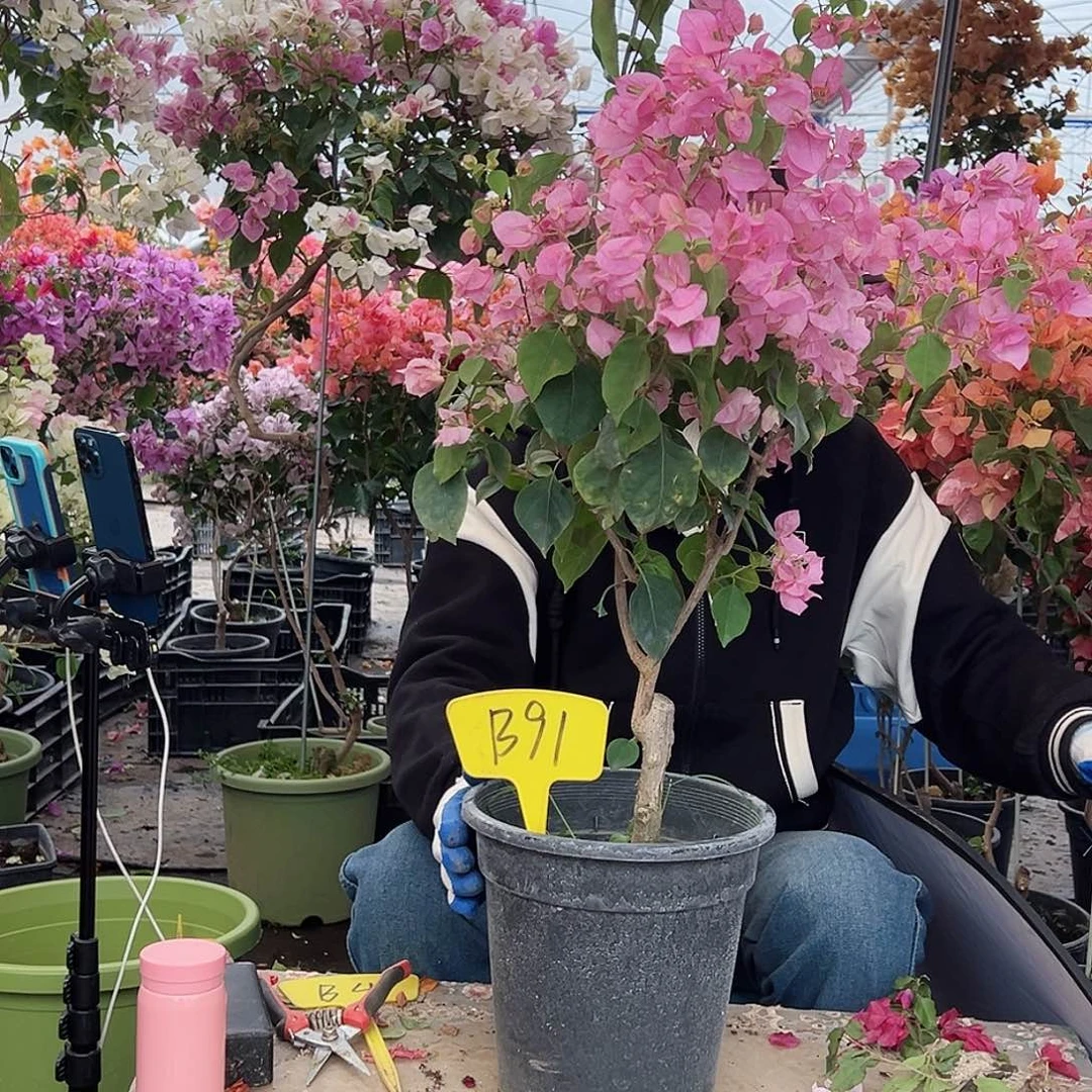 流***华大部分花苞少量开放B91红粉佳人