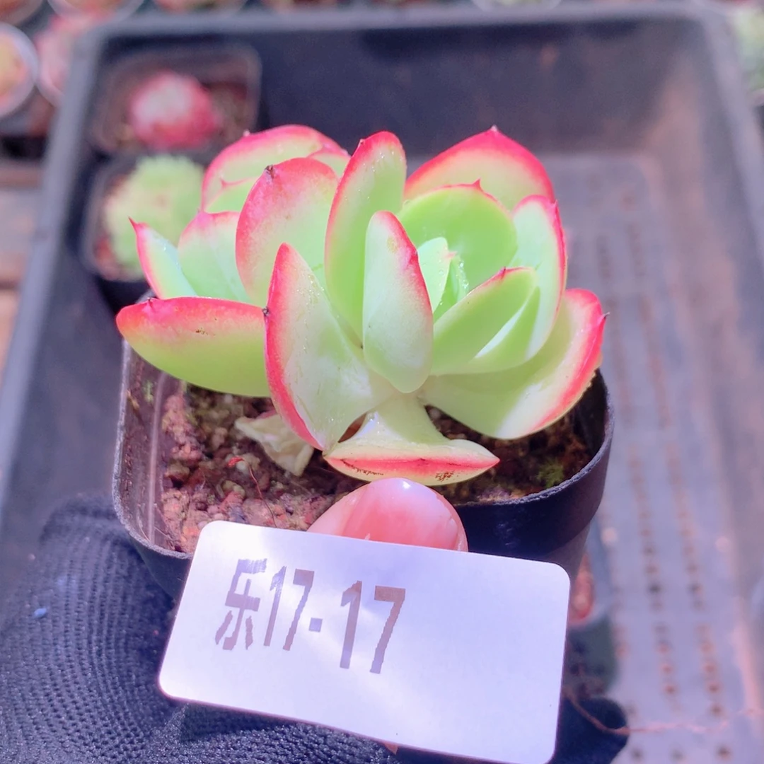 乐然17-17 桃花石