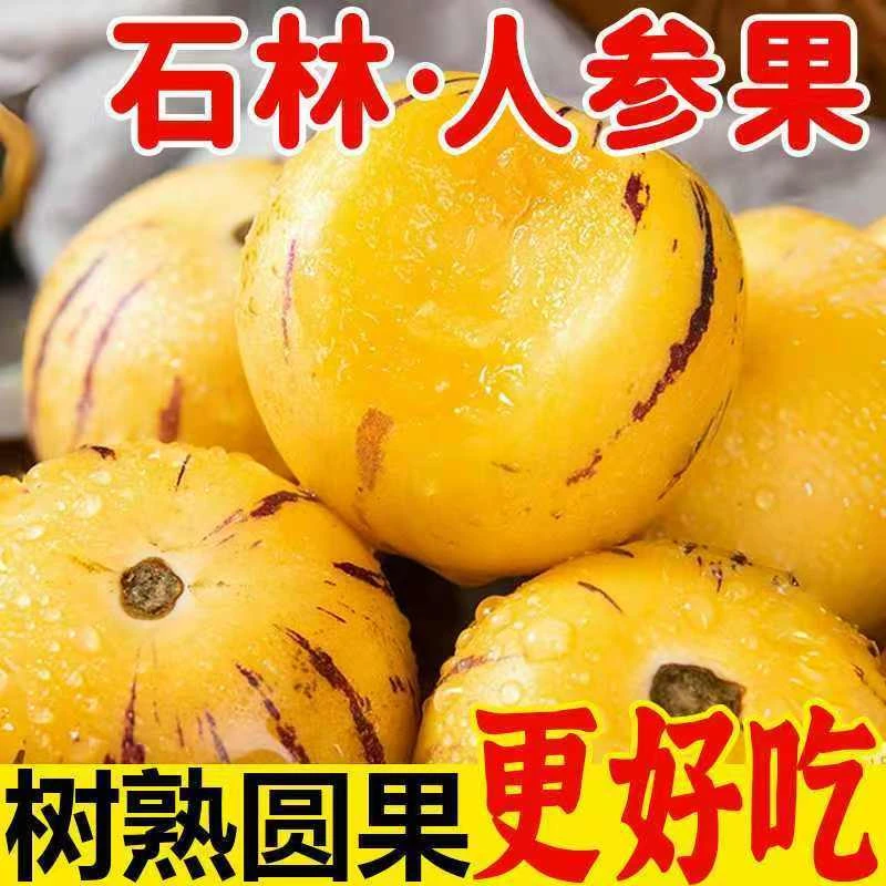 云南石林大果人参果黄心人参果石林清甜人参果黄肉树上熟人参果