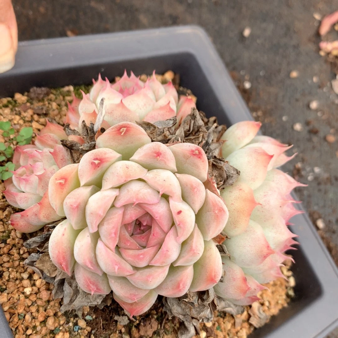 4676杂交多肉植物