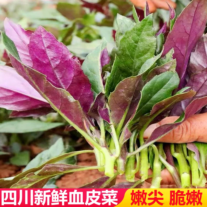 四川血皮菜嫩尖叶紫背天葵农家露天自种当季蔬菜新鲜观音菜紫背菜