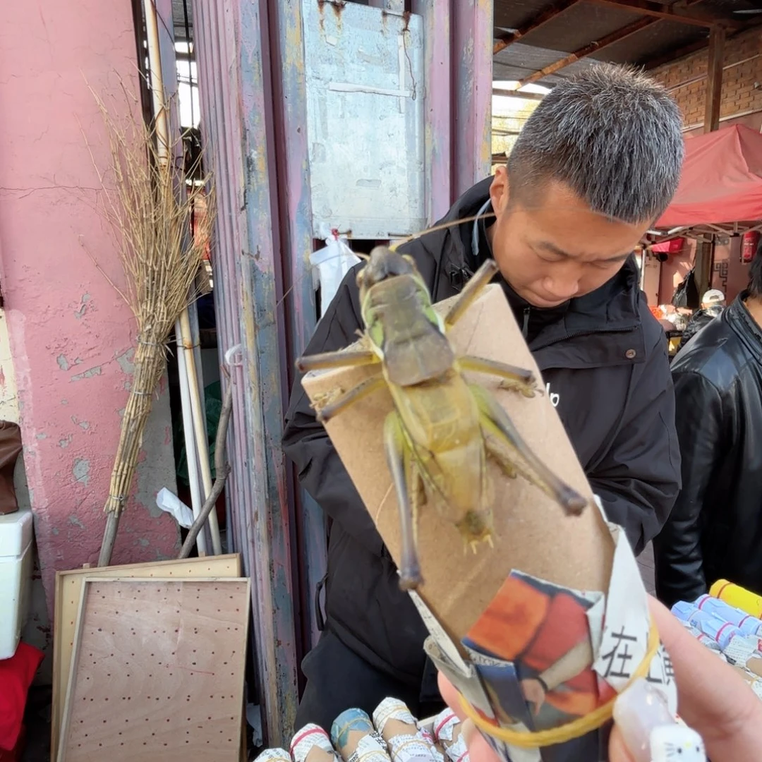 懒***羊蝈蝈蝈蝈福福价格