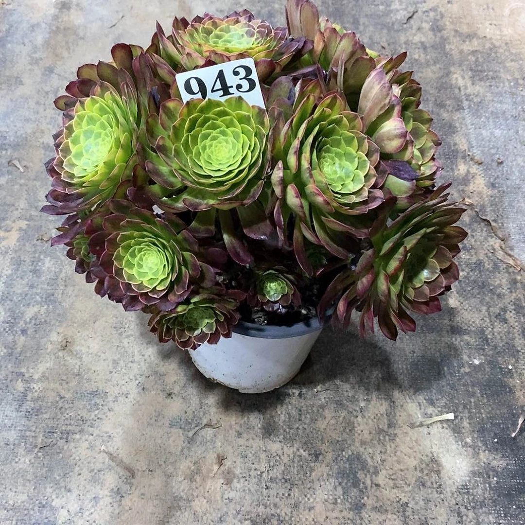 茶****芬有伤嘉年华绣球943多肉法师植物