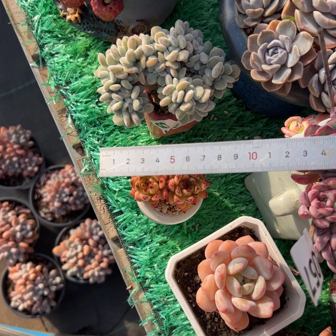 ៚***༗338 多肉植物组合盆栽