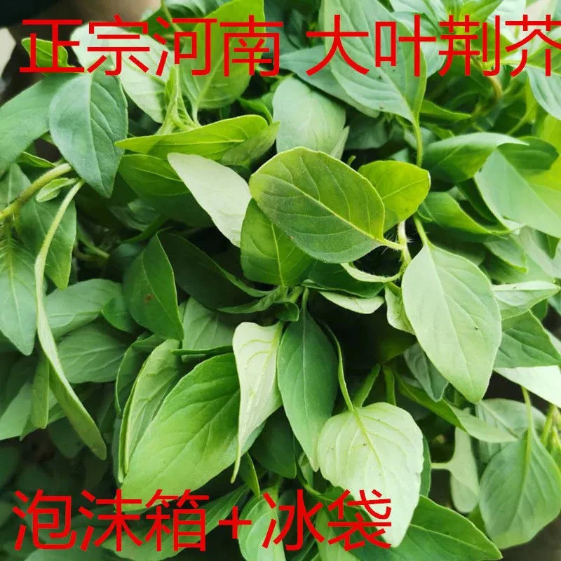河南特产新鲜荆芥菜包邮大叶现拔带根荆菜新鲜蔬菜调味菜