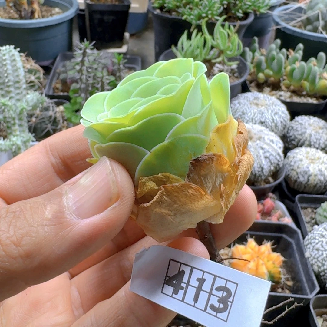 413白玉酒杯山地玫瑰脱土发货一个随机