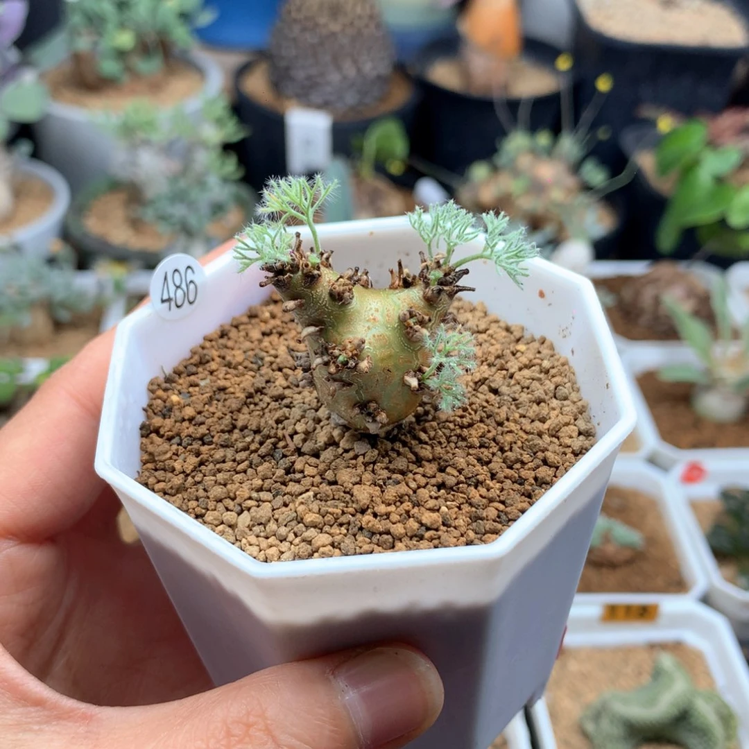 白皮月界带盆多肉2.8cm