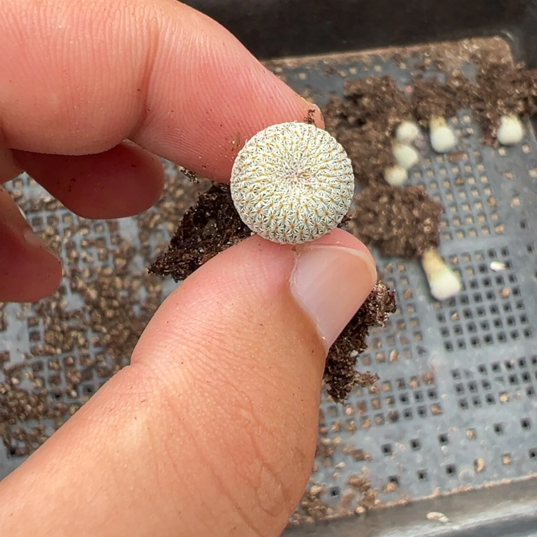 量拍月世界一颗。多肉