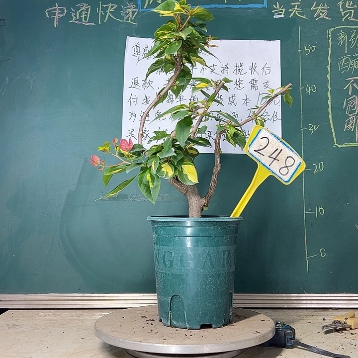 当前无花栽培后可以开花金心双色 原生小树头  248