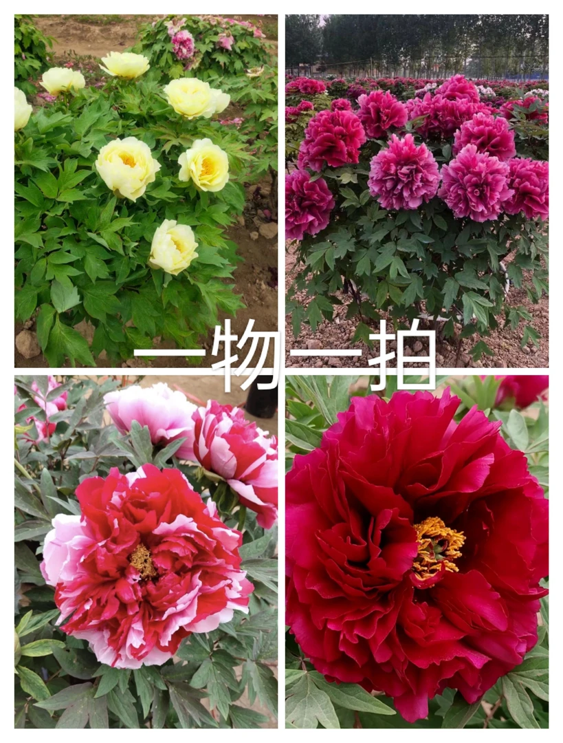 三八女神节菏泽基地直发盆栽牡丹一物一拍