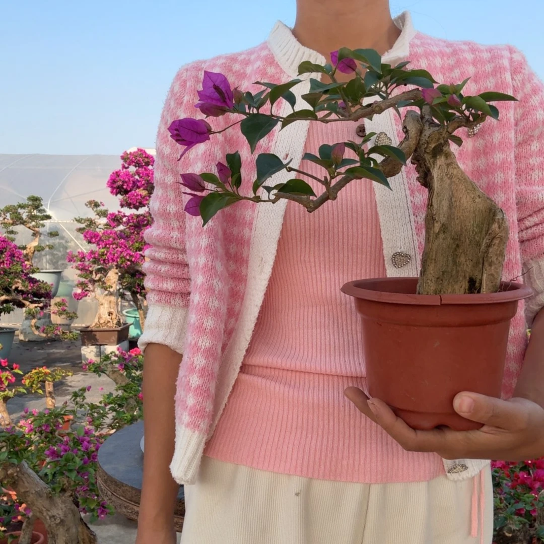 南***子无花朵小叶紫三角梅