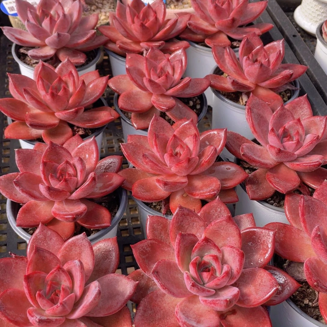 量拍80号 红糖卡大单头一个