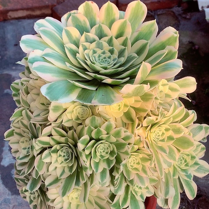 迈巴赫，多肉植物