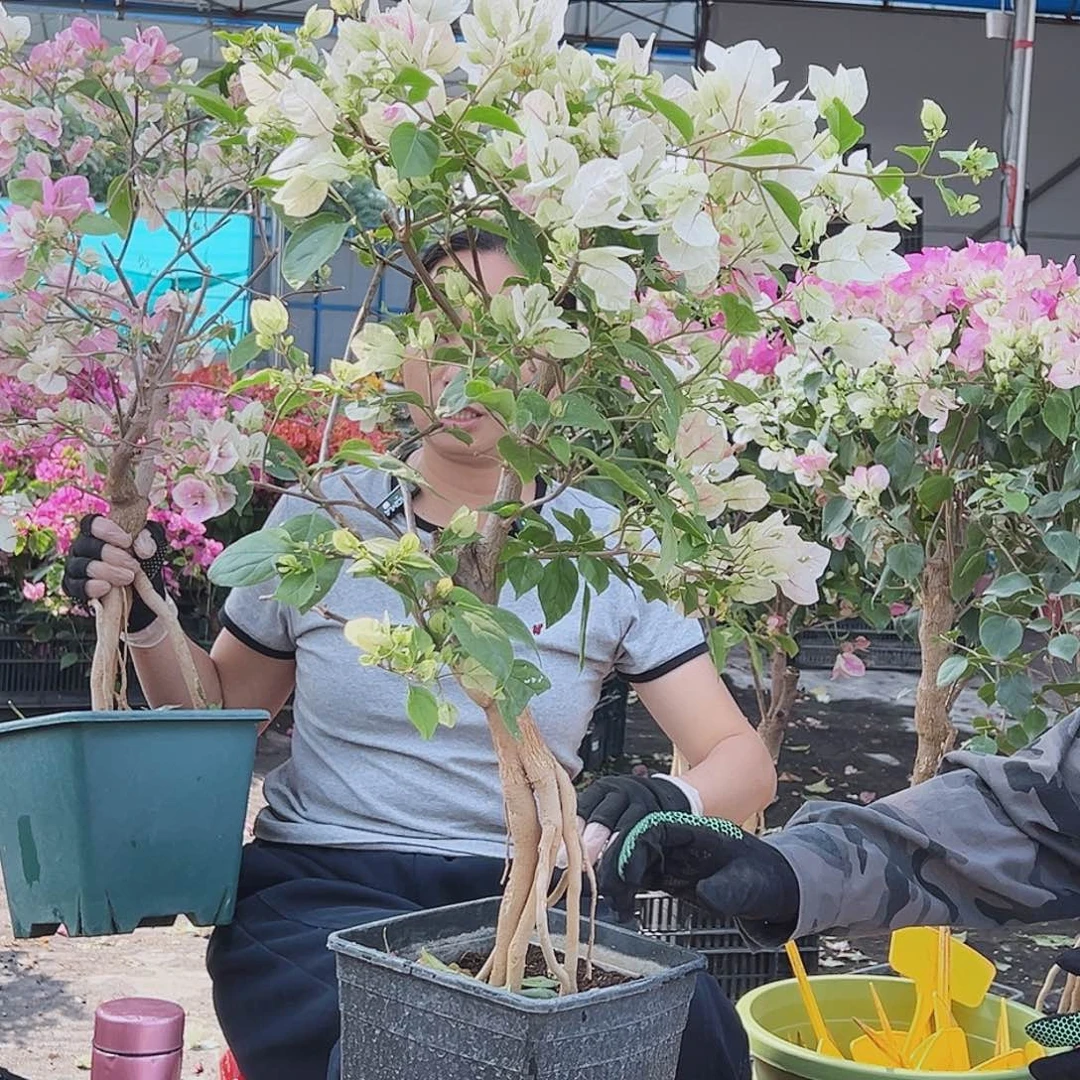 n***a大部分花苞少量开放H43红樱