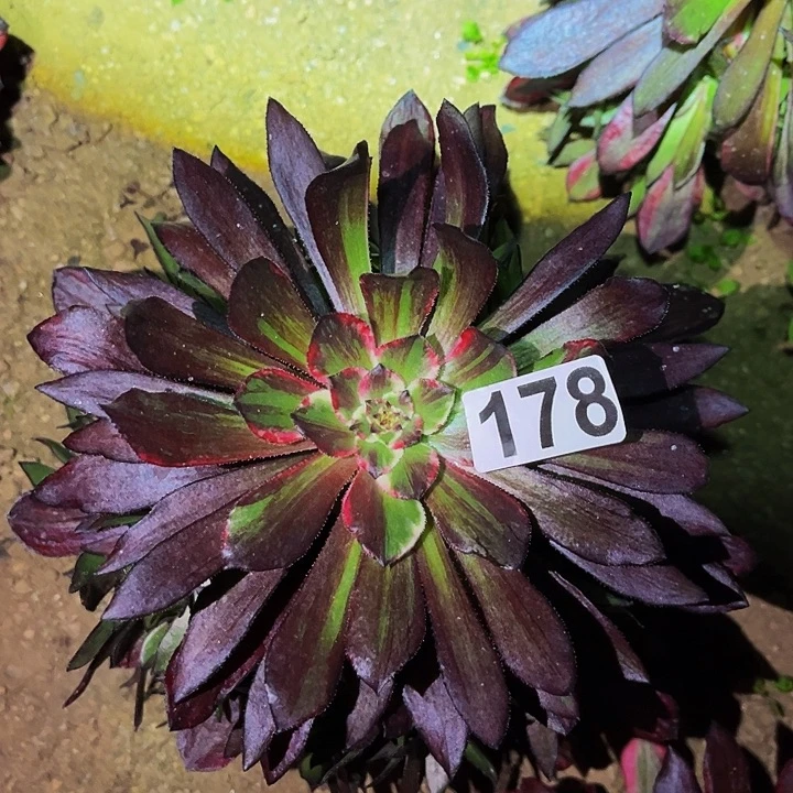 178同花顺多肉植物处理不售后