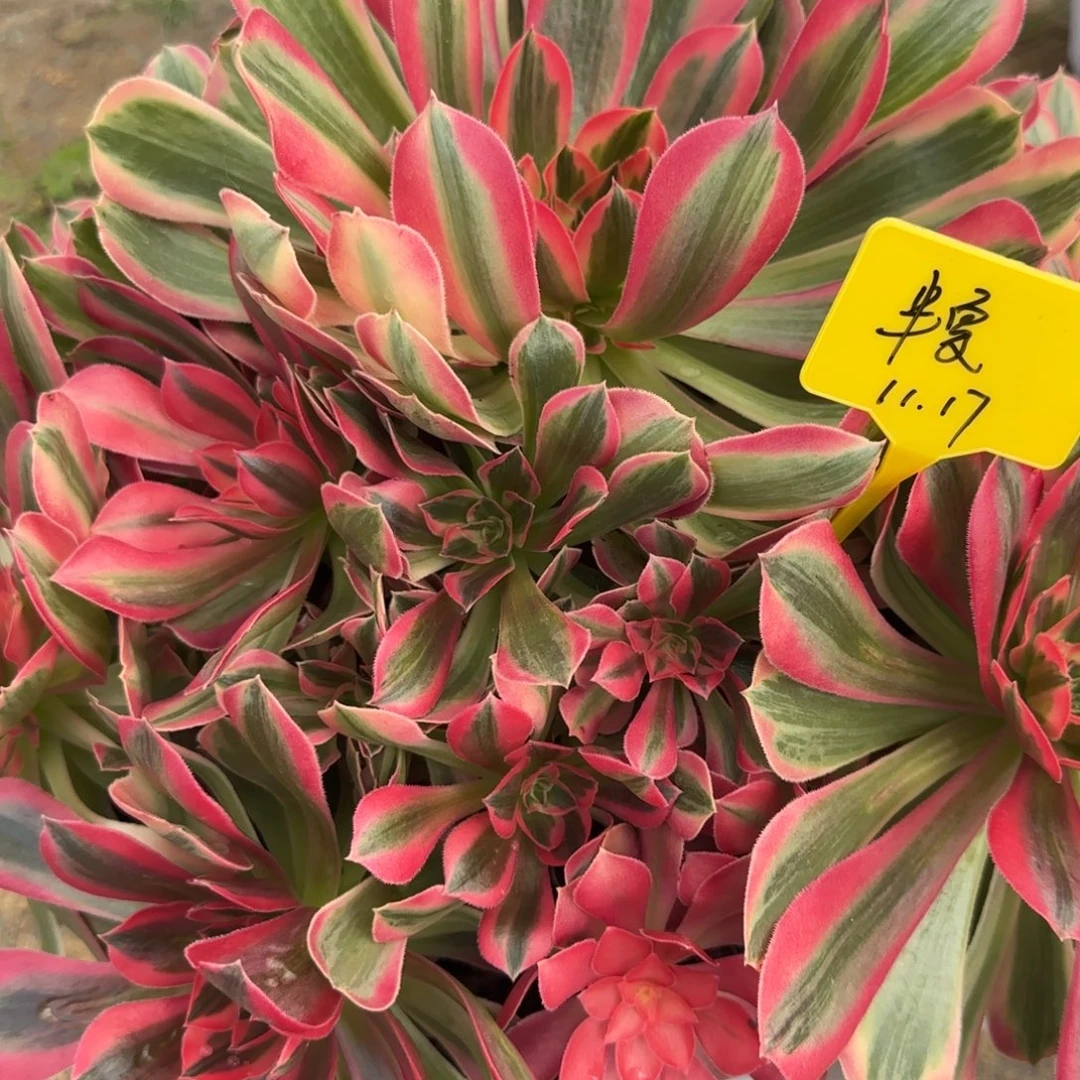 花样连华88888888888