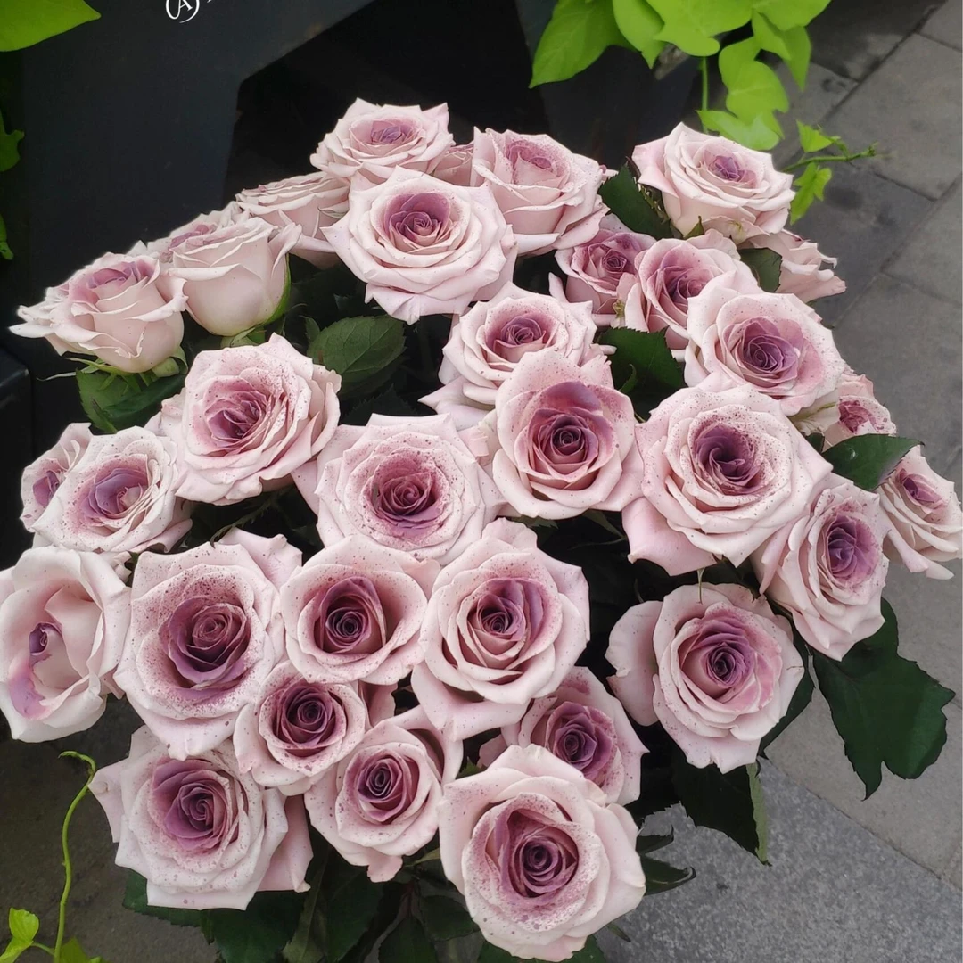 顺丰次日达【 10支 乌梅子酱曼塔玫瑰 】鲜花任意两单顺丰送货上门