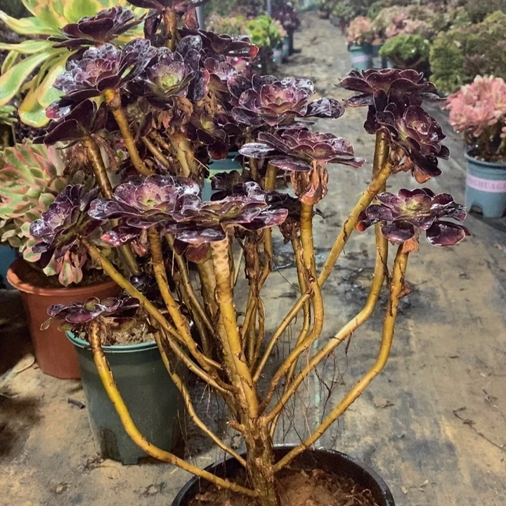 圆叶有断枝多肉43