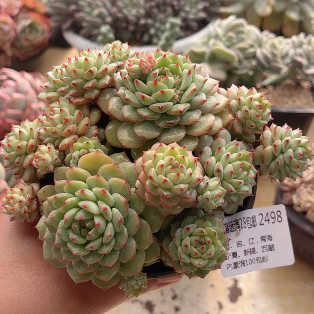 【闪购商品】2498熊猫脸