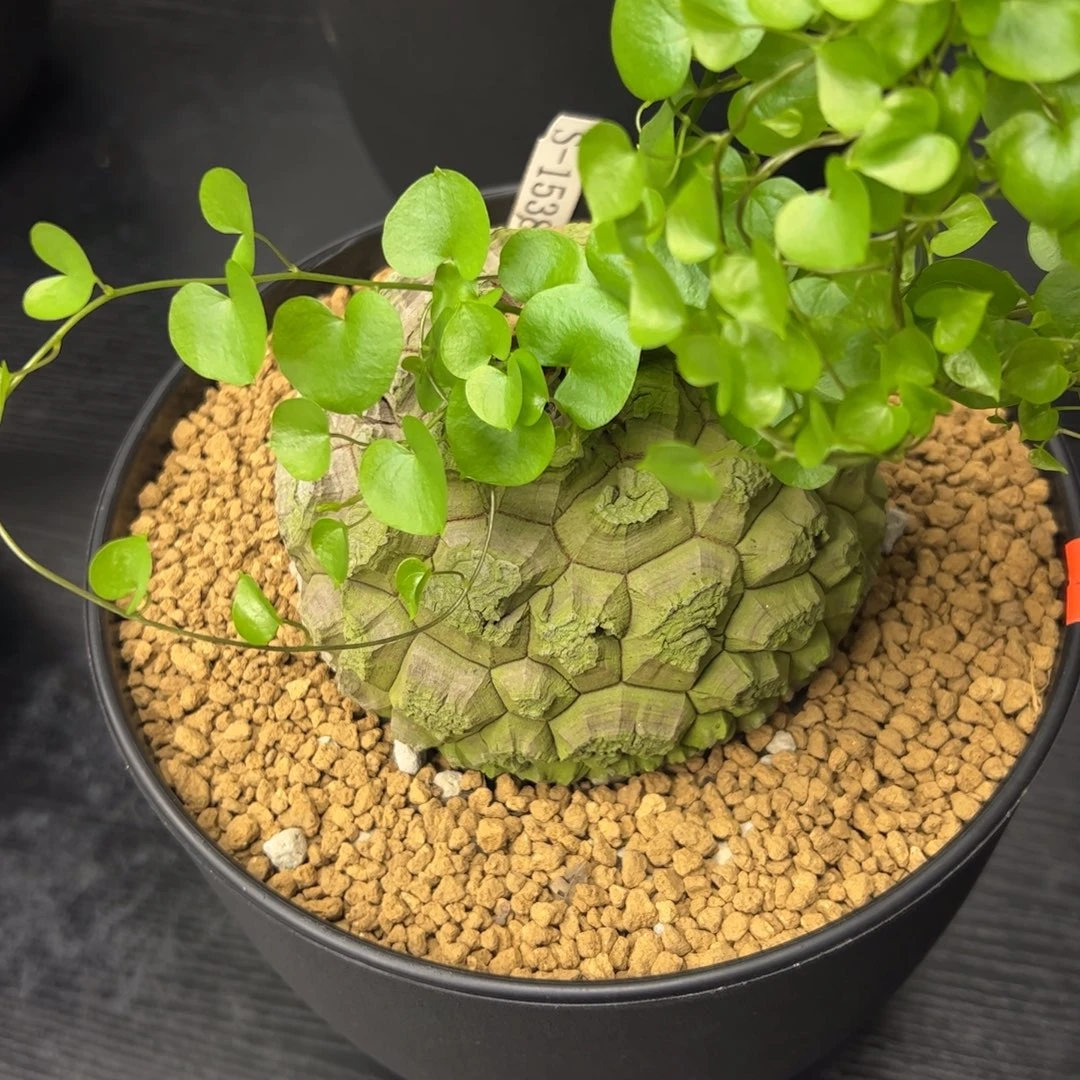 精品盆栽养定的龟甲龙1538号