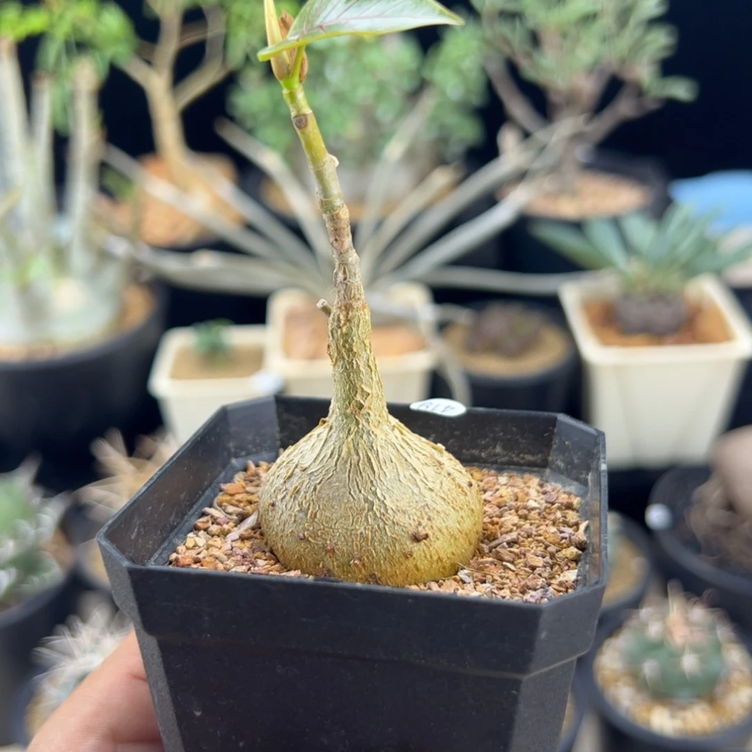 红脉榕一物一拍带盆发